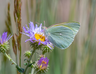 Queen Alexandra's Sulphur