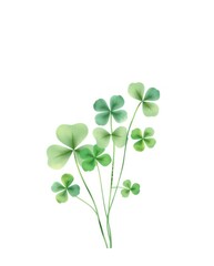 A collection of vibrant shamrock clovers flourishes, embodying the spirit of St. Patrick&rsquo;s Day with rich green tones and delicate leaves, symbolizing luck and nature's charm