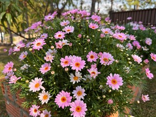 Obraz premium The daisy blooming in spring season