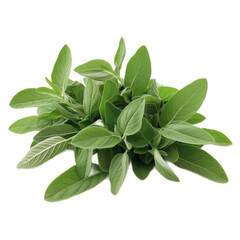Fresh Sage Leaves Bunch