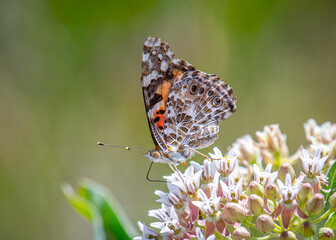 Painted Lady Butterfly