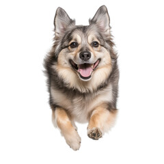 Obraz premium Happy Dog Running in Mid-Air