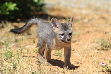 Naklejka premium Young Kit Fox in the Wild: A young kit fox in its natural habitat, captured with a focused expression and natural backdrop. 