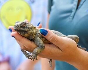 Lizard Held Gently: A detailed close-up of a lizard being gently held, showing off its textured skin and calm demeanor.
