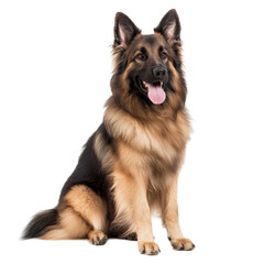 Long-haired German Shepherd Dog Sitting