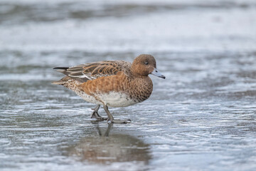 Wigeon walking on a frozen pond