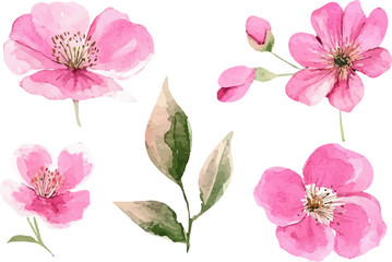 set of pink flowers isolated