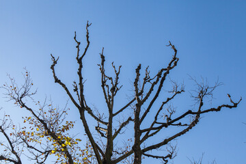 The bare branches of the trees stretch upward into the blue sky