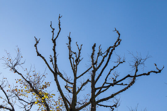 The bare branches of the trees stretch upward into the blue sky