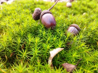 Forest natural background. Brown acorns on soft green moss. Natural forest background. Oak acorns...