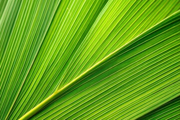 Tropical palm leaf texture in close-up showcasing geometric patterns
