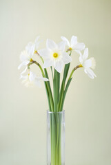 Beautiful and elegant white daffodils arranged in a minimalist vase on a gradient background.