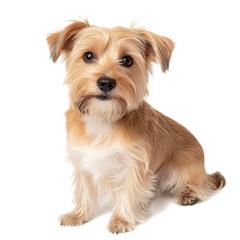 Adorable Small Dog Sitting on White Background
