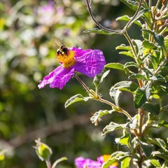Bee pollinating purple wildflower: Bee busily pollinating a striking purple wildflower, illustrating the vital role of pollinators in natural ecosystems.
