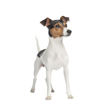Portrait of an adorable tricolor Portuguese Podengo Pequeno dog standing against a white background.