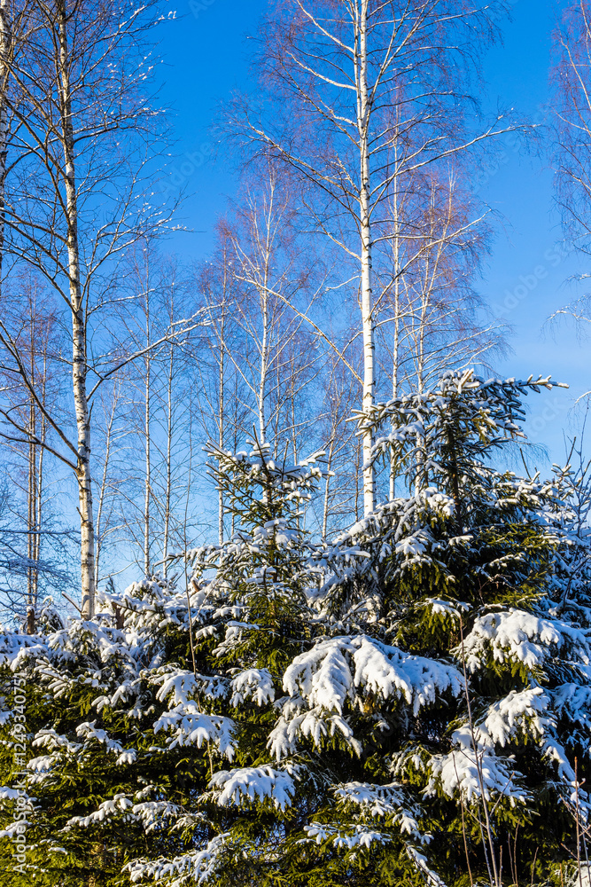 Canvas Prints snowy fir trees and birches in forest in winter