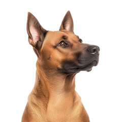Obraz premium Profile of a Brown Dog Against White Background