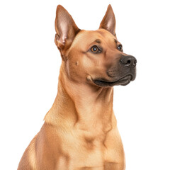 Obraz premium Thai Ridgeback Dog Portrait