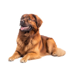 Fototapeta premium Adorable Leonberger Dog Lying Down on White Background