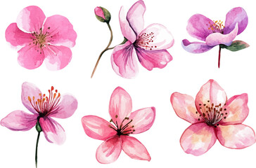 set of pink and white flowers
