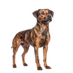 Obraz premium Brindle Dog Standing on White Background.