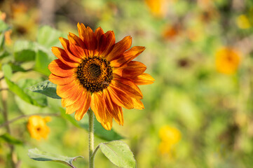 Close up of Little Becka sunflowers. Sunflowers are the very embodiment of summer.