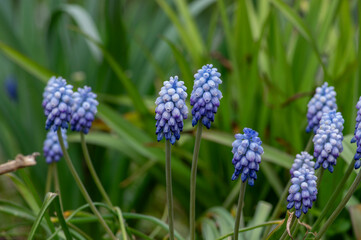 Muscari armeniacum Valerie Finnis ornamental springtime flowers in bloom, Armenian grape hyacinth light blue flowering plants