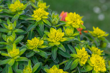 Euphorbia epithymoides cushion spurge bushy plant in bloom, sprintime ornamental garden bright...