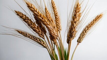 Fototapeta premium Bunch of ripe yellow golden dry wheat ears isolated on white background