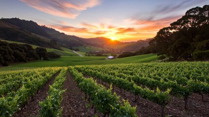 Serene sunset over lush vineyard landscape with rolling hills and vibrant sky in the background