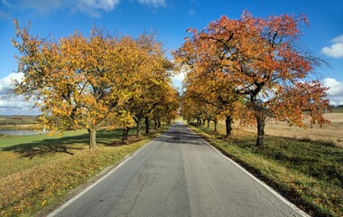 cherri trees alley, autumnal colored view