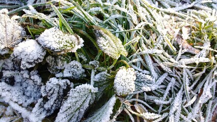 Winter leaves background texture. Closeup of a dry brown fallen leaf over grass during winter, view from above. Leaves filled with tiny ice crystals on their edges.