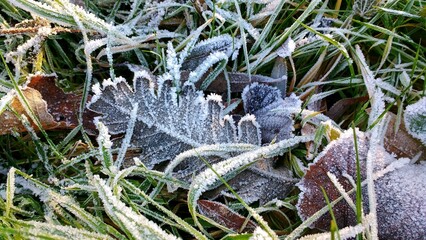 Winter leaves background texture. Closeup of a dry brown fallen leaf over grass during winter, view from above. Leaves filled with tiny ice crystals on their edges.