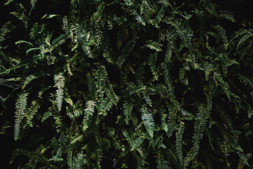A close up of green leaves on a plant. The leaves are very thick and the plant is very dense