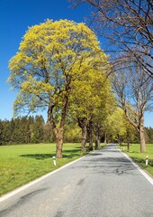 road and spring flowering maples, gren maple trees