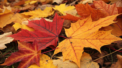 Obraz premium Autumn Maple Leaves in Vibrant Red and Yellow Tones on a Forest Floor