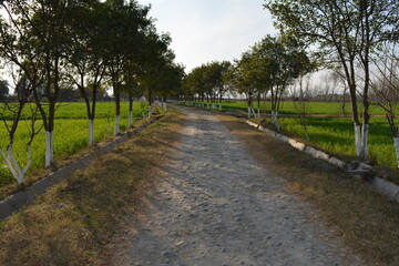 A peaceful path through the park leading to a country road surrounded by green fields and trees, perfect for a relaxing walk in the countryside during spring or summer