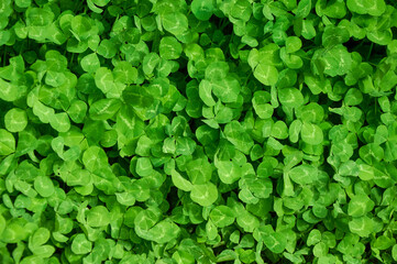 Obraz premium Clover view on top. Carpet of natural clover. Natural grass background. Wild clover. Green background with shamrocks.