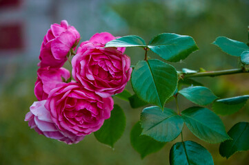 Pink rose close-up in summer in the garden. Beautiful floral background. Valentine's day and holidays.