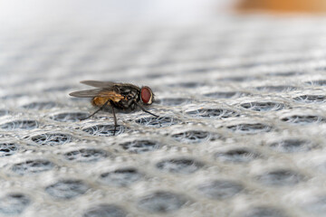 A detailed image presents a fly resting on a white, netted material, highlighting its prominent red eyes and patterned thorax in focus.