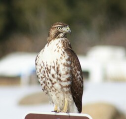 Hawk Perched