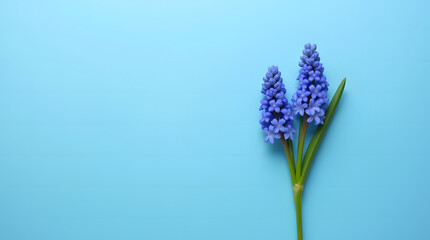 Naklejka premium Heart-Shaped Spring Hyacinth Flowers Card for International Women's Day Celebrations on a Soft Blue Background