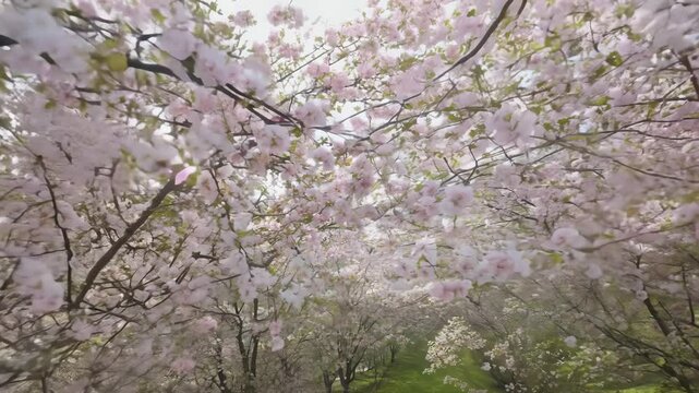 Timelapse photography of spring white and pink flowering bush with flowers and green leaves, beautiful background. Branch of bush in spring. Beautiful background, creating spring summer mood and touri