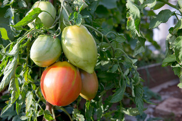 Large ripe and juicy beefsteak tomatoes in the home garden .