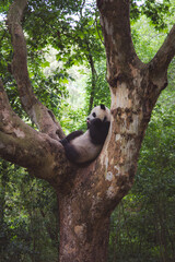 giant panda in tree