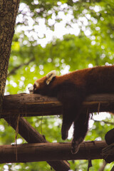 red panda in tree