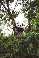 giant panda bear