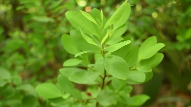 Leaves of coca plant or Erythroxylum novogranatense
