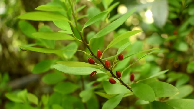 Leaves of coca plant or Erythroxylum novogranatense
