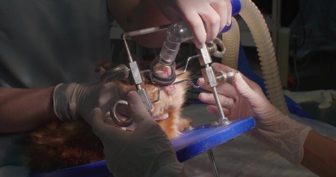 Rabbit teeth trimming under anesthesia in veterinary surgery. Veterinarians anesthetize a rabbit in preparation for a dental procedure using specialized equipment.